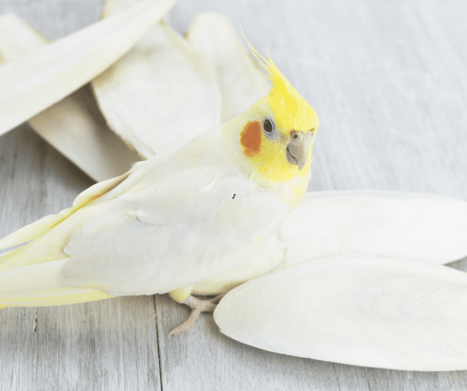 cockatiel cage setup