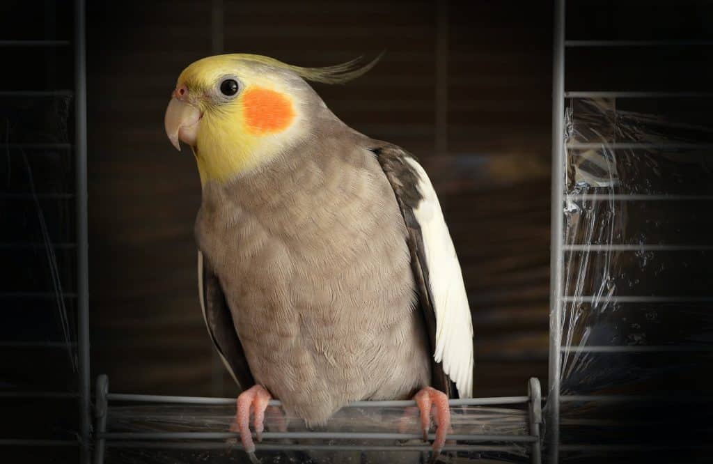 Do cockatiels sneeze