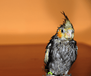 can cockatiels get fleas