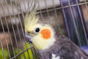 can cockatiels get fleas