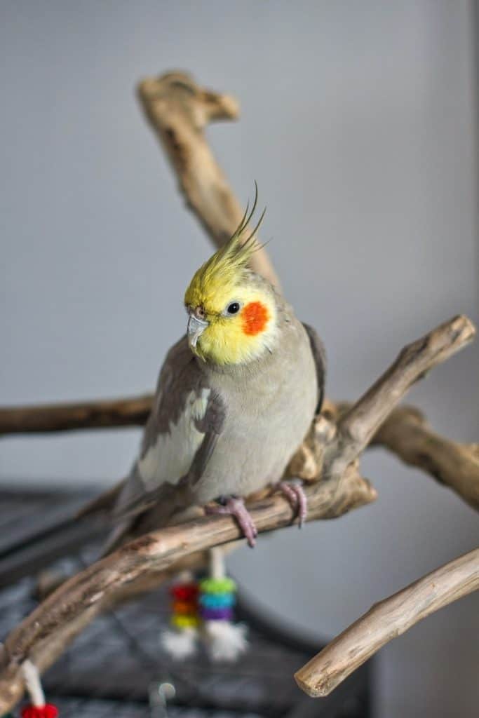 Why is my cockatiel so quiet
