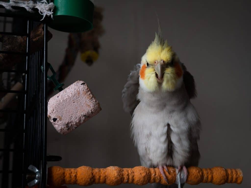 Can Cockatiels Eat Pineapple