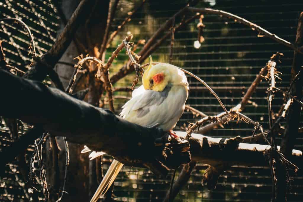 Should I Cover My Cockatiels Cage at Night