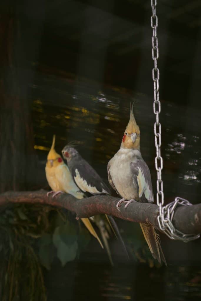 Can two male cockatiels get along