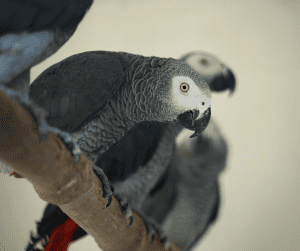 do birds know their names