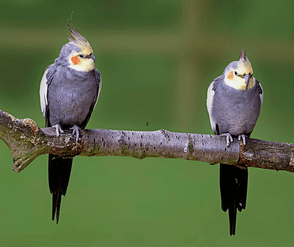 how long does it take for cockatiel tail feathers to grow back
