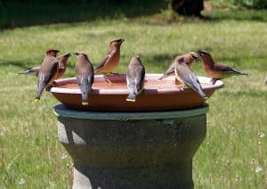 why do birds poop in their water