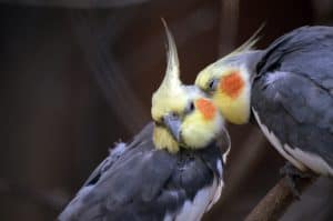 cockatiel