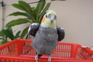 can cockatiels eat eucalyptus leaves