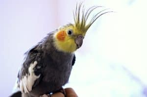 Can Cockatiels Get Hiccups