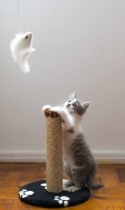 cockatiels and cats