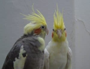 male cockatiel