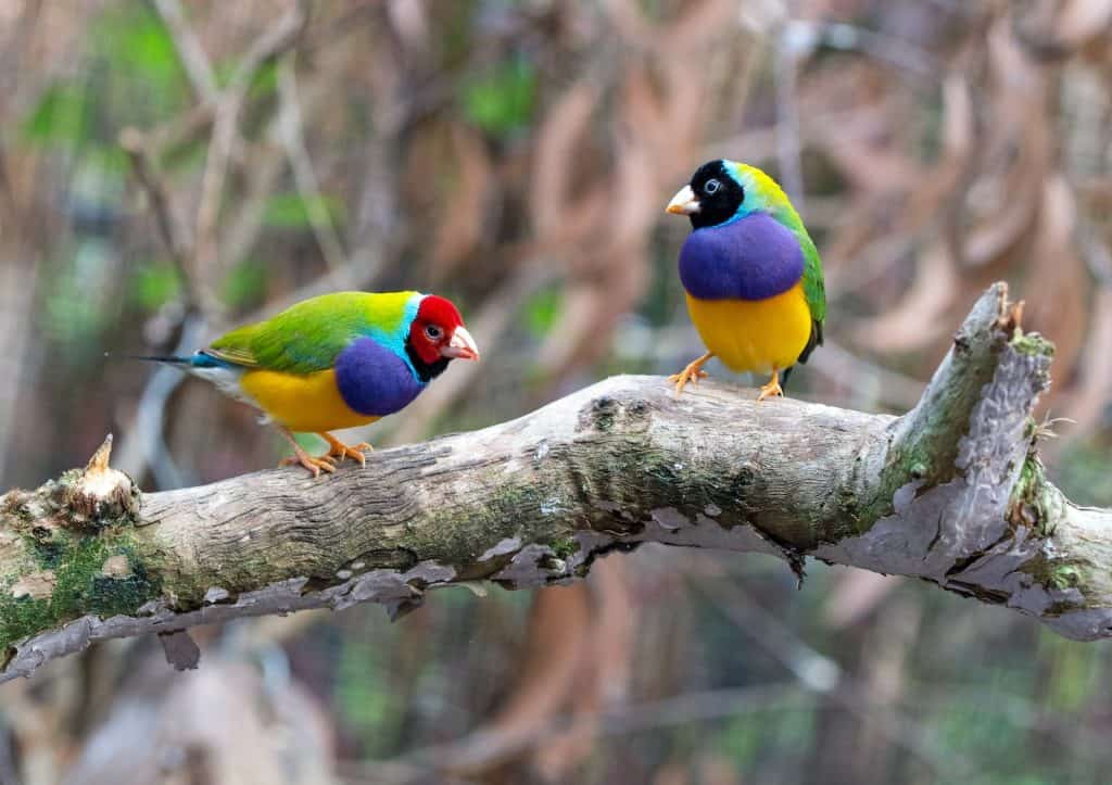 can birds catch human colds