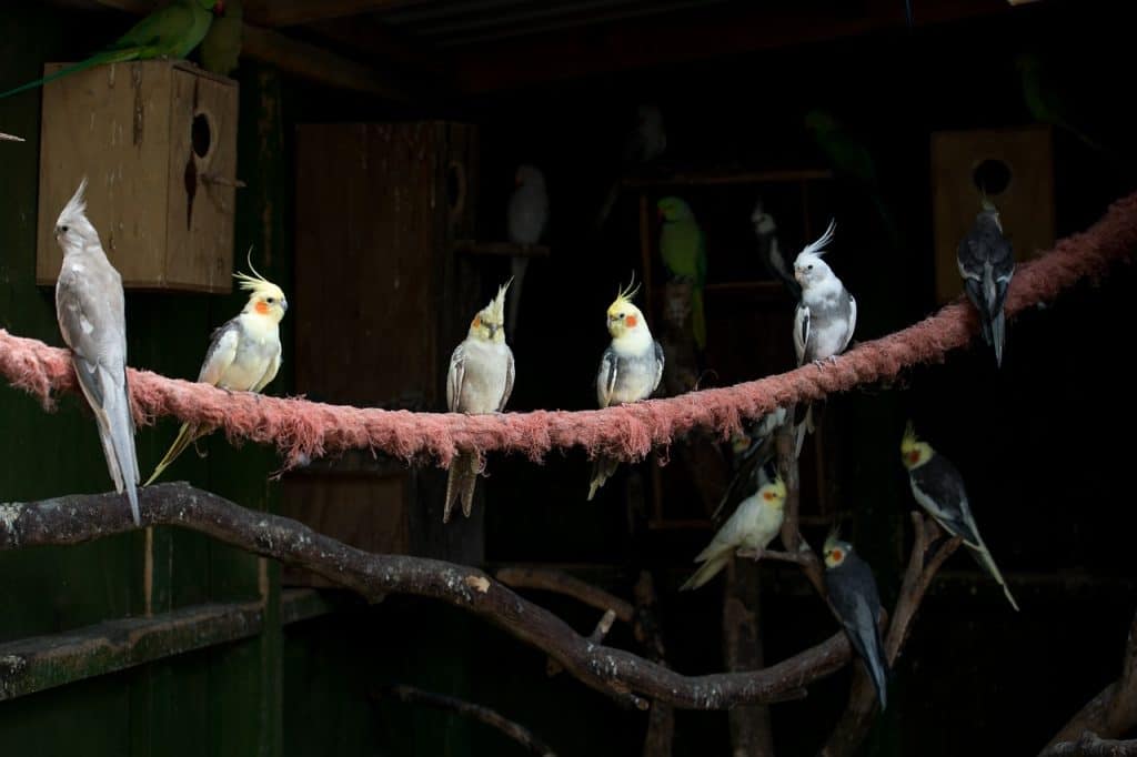 which cockatiel talks