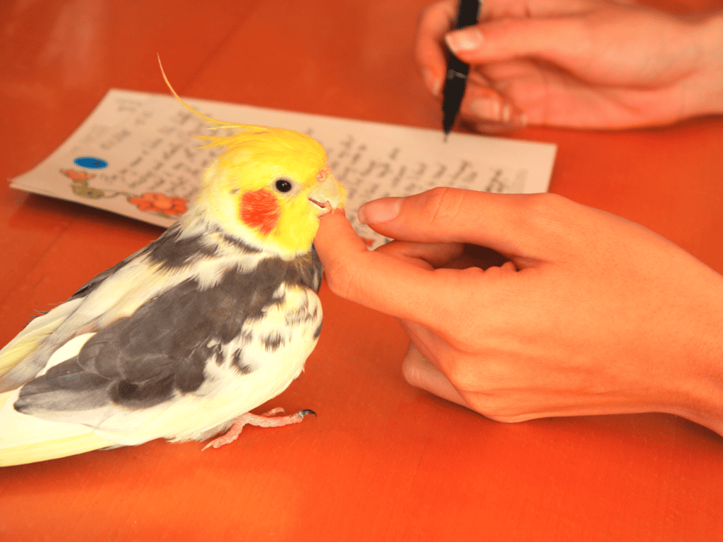 how good is a cockatiels memory