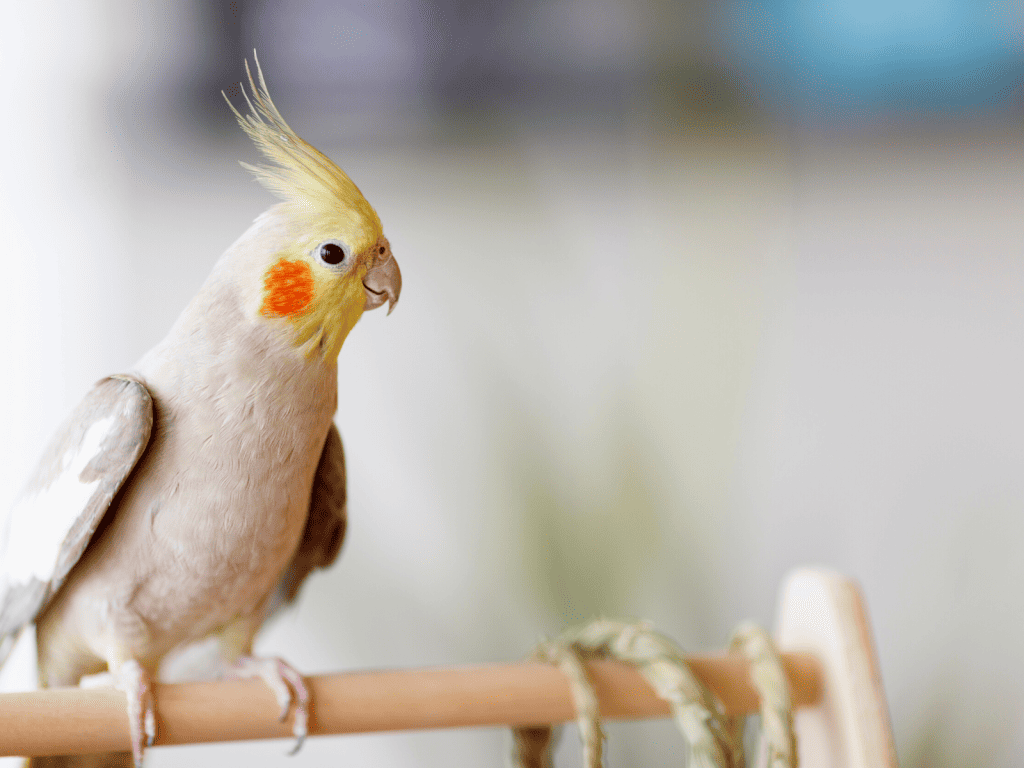 how to train a cockatiel to fly to you