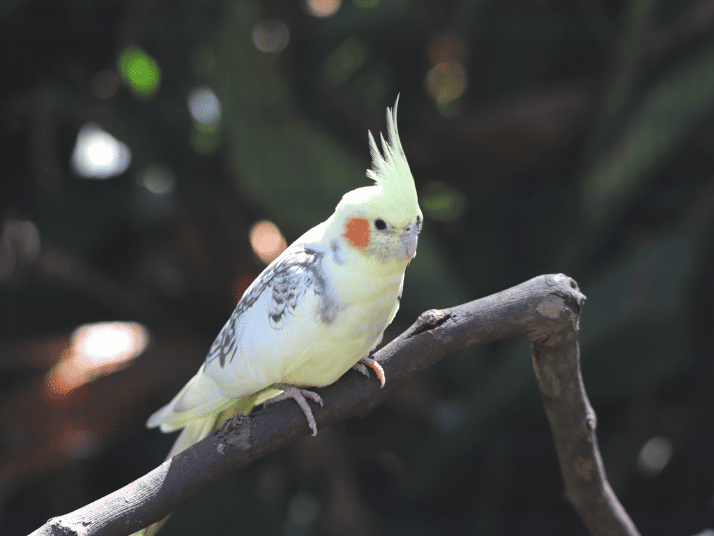 how far can a cockatiel see