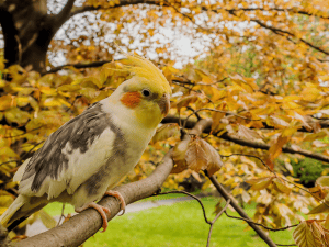how fast can cockatiels fly