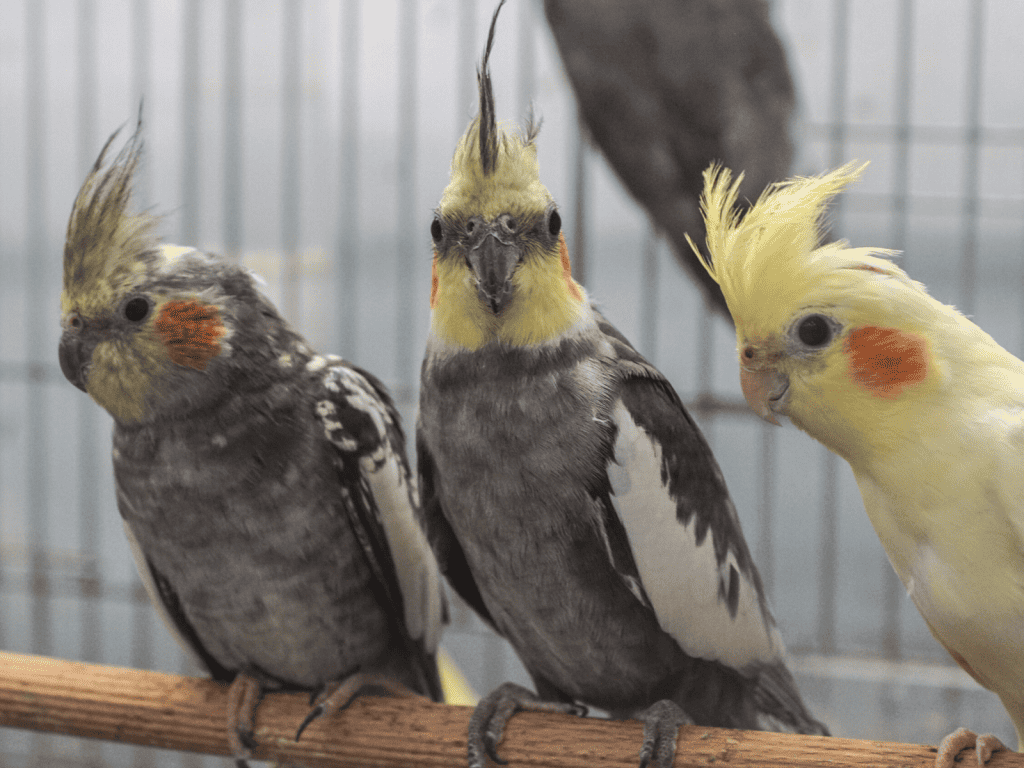 can cockatiels wear diapers