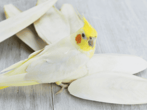 cuttlebobe