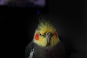 how far can a cockatiel see