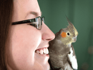 cockatiel