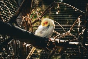 Can a Cockatiel Eat Too Much Millet