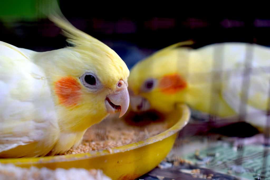 healthy diet for cokatiels
