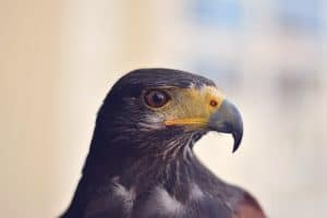 Why Do Birds Rub Their Beaks