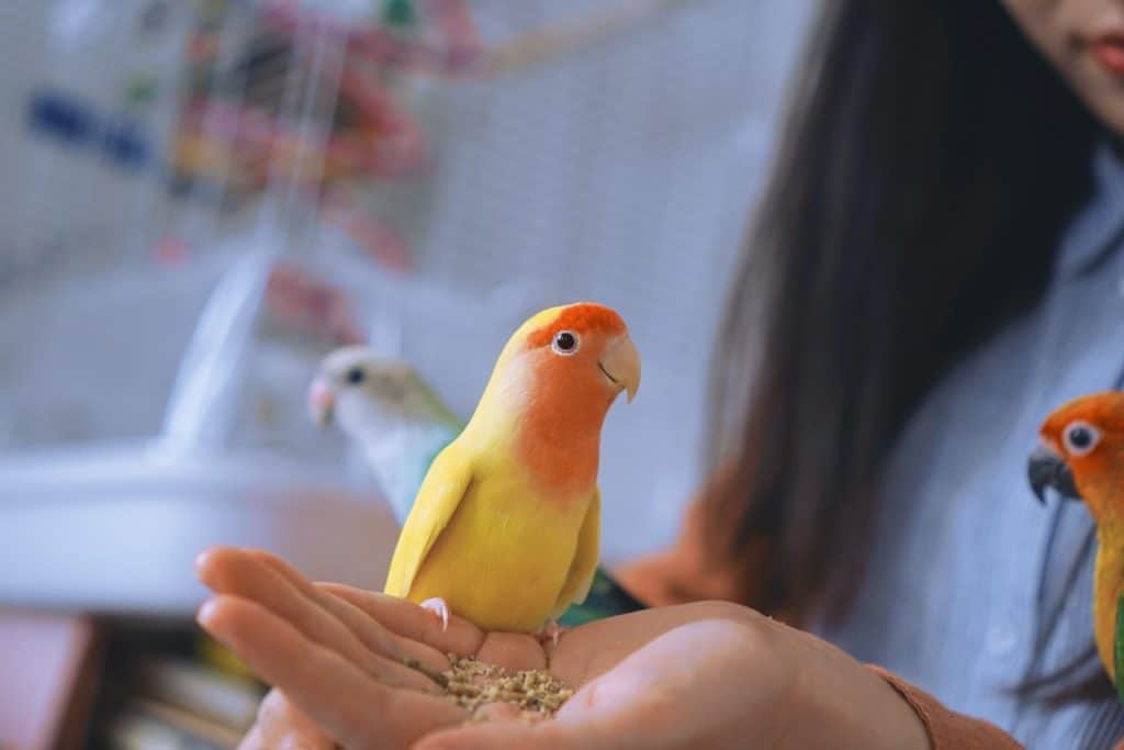 how to bird proof a room