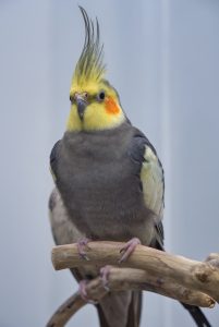 cockatiel
