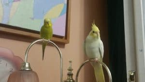 green and white bird on stainless steel stand, cockatiel