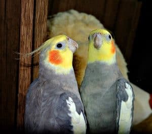 cockatiel
