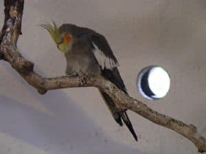 cockatiel