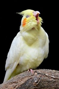 Do Cockatiels Like Music