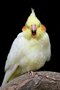 Do Cockatiels Mate for Life