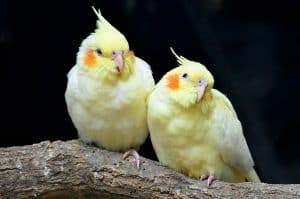 how cockatiels show affection