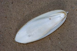 cuttlebone