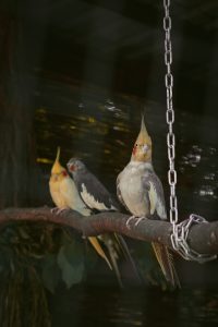 Cockatiels Talk