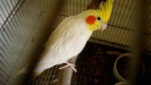 Where Are Cockatiels Ears
