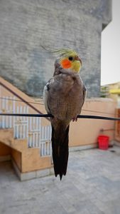 Do Cockatiels Like Music