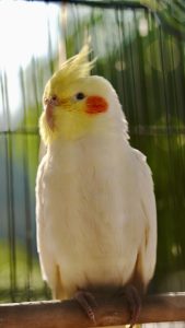 Can Cockatiels Eat Mango