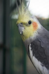is cockatiel dust harmful