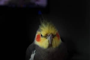 Is Cockatiel Dust Harmful