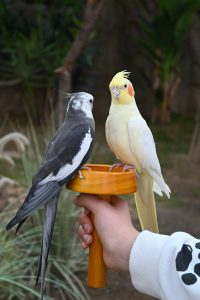 cockatiel, avian, beak
