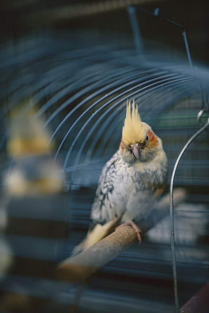 Yellow and Gray Bird Inside the Cage