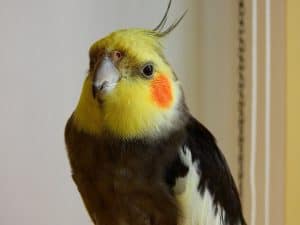bird, cockatiel, macro