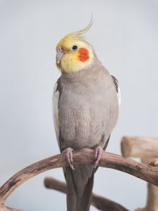Can Cockatiels Drink Tea