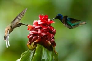 two brown hummingbirds
