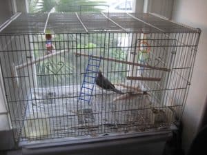 Cockatiel to the New Cage